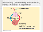 Cellular respiration