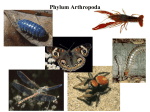 Phylum Arthropoda: Arthropods (crustaceans, spiders, insects)