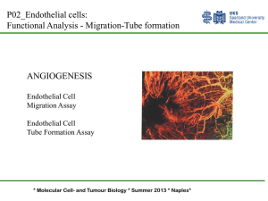 Microvascular Endothelial Cells