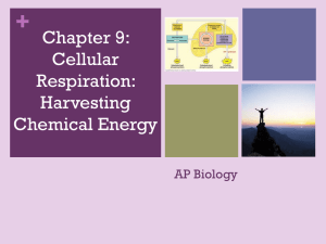 Ch. 9: Cellular Respiration