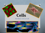 Cells - mrhebert.org