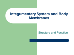 Integumentary System and Body Membranes