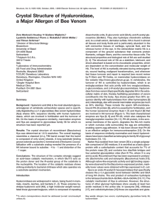 Crystal Structure of Hyaluronidase, a Major Allergen of Bee Venom