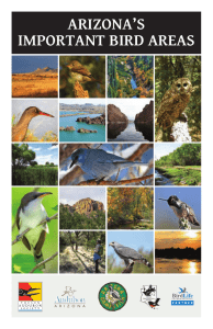 here - Arizona Important Bird Areas Program