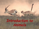 Introduction to Animals