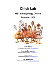 Chick Lab - Embryology