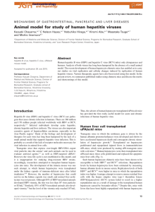 Animal model for study of human hepatitis viruses