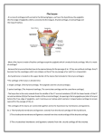 The larynx