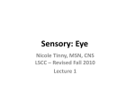 Sensory - Eye Lecture 1 9/29/10