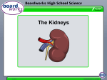 The Kidneys