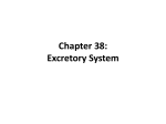 Chapter 38: Excretory System