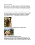 Myths and truths about camels. A camel is an even