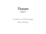 Tissue - miss plumley`s website