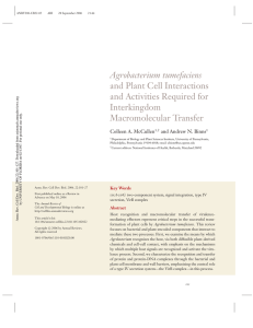 Agrobacterium tumefaciens and Plant Cell - igem