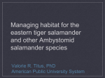 Managing habitat for the eastern tiger salamander and other