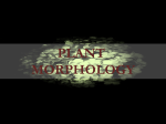 PLANT morphology