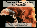 Evolution: Natural Selection and Phenotypes
