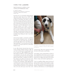Therapeutic Laser therapy - Georgia Veterinary Rehabilitation