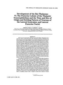 Development of the rat thalamus: VI. The posterior lobule of the