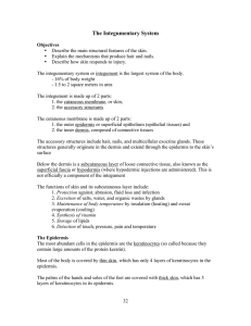 The Integumentary System