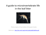 A guide to microinvertebrate life g in the leaf litter