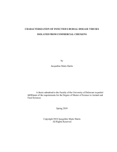 characterization of infectious bursal disease viruses