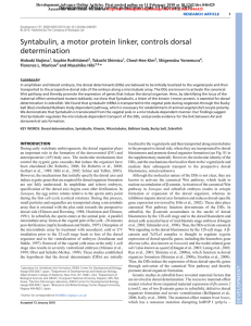 Syntabulin, a motor protein linker, controls dorsal
