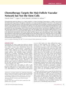Chemotherapy Targets the Hair-Follicle Vascular