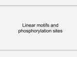 Linear motifs and phosphorylation sites