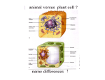 Cell Divisions