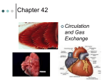 42 Circulation