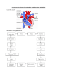 Cardiovascular System Practice Quiz and Exercises ANSWERS