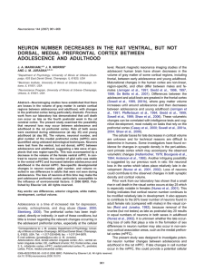 neuron number decreases in the rat ventral, but not dorsal, medial