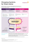 Grouping bacteria by Gram status