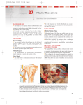 Fibular Resections