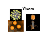 Viruses - hudson.k12.oh.us