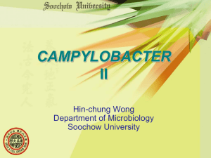 CAMPYLOBACTER