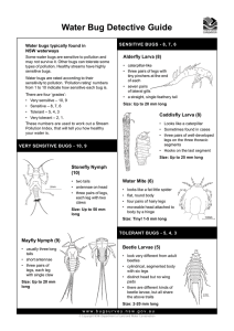 Water Bug Detective Guide.p65