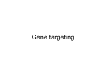 Chapter 1 Gene targeting, principles,and practice in mammalian cells
