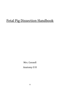 Fetal Pig Dissection Handbook