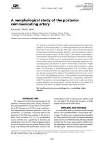 A morphological study of the posterior communicating artery