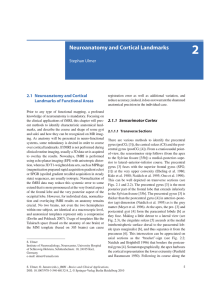 Neuroanatomy and Cortical Landmarks