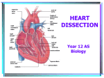 heart dissection