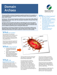 Domain Archaea - Oppenheimer Biotechnology