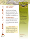 Jemez Mountains Salamander Factsheet