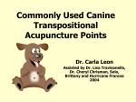 Acupunct pts Dog-Last 4