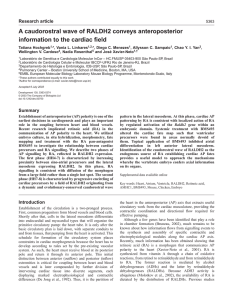 A caudorostral wave of RALDH2 conveys anteroposterior