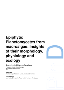 Epiphytic Planctomycetes from macroalgae