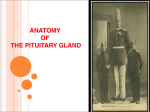 01-Anatomy Of pituitary gland 1
