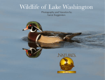 Wildlife of Lake Washington
